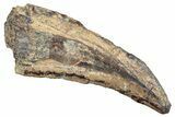 Bargain, Partial Tyrannosaur Tooth - Judith River Formation #263826-1